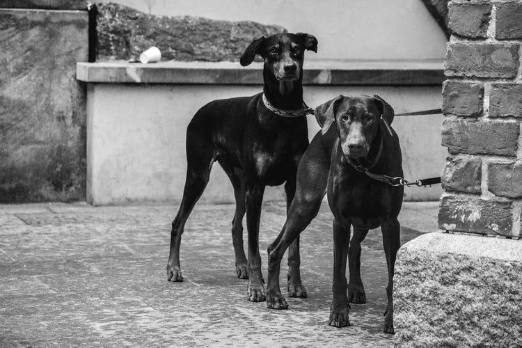 TIERE