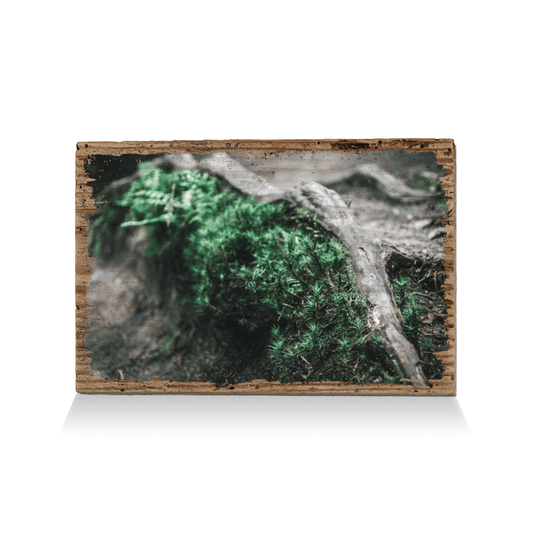 The Moos is had yet to come - TRVL LOVR Online Shop