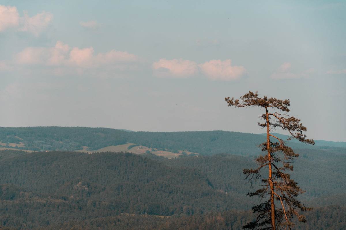 Above the Forest - TRVL LOVR Online Shop