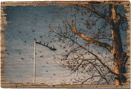 Birds - TRVL LOVR Online Shop