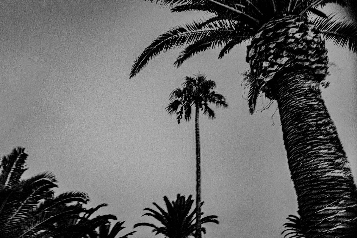 Black Palm - TRVL LOVR Online Shop