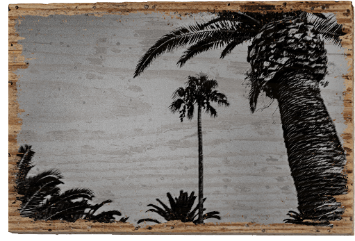 Black Palm - TRVL LOVR Online Shop