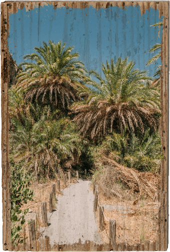 Palm Forest Preveli - TRVL LOVR Online Shop