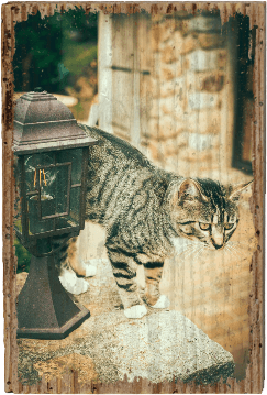 Hello Kitty - TRVL LOVR Online Shop