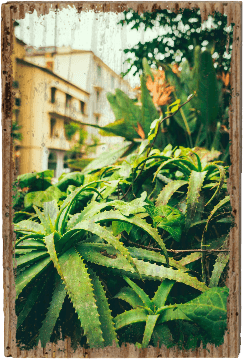 Cactus Plant - TRVL LOVR Online Shop