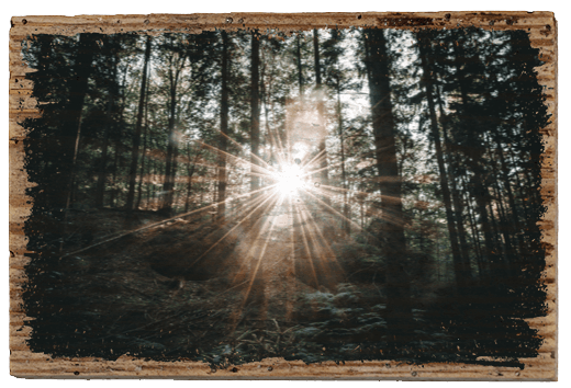 Caprice - TRVL LOVR Online Shop