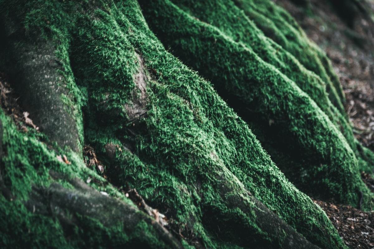 Green Nature - TRVL LOVR Online Shop