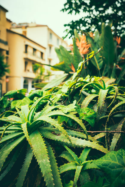 Cactus Plant