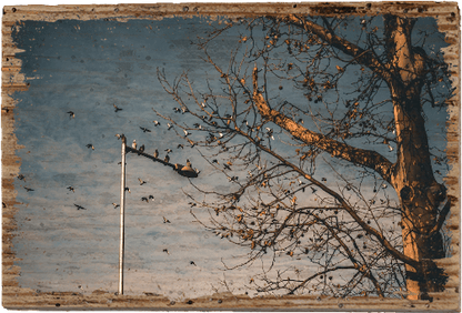 Birds - TRVL LOVR Online Shop