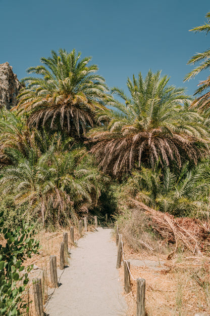 Palm Forest Preveli