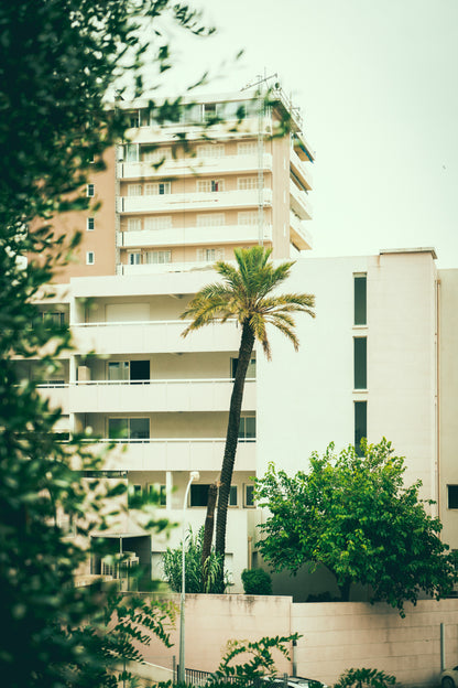 Backyard Palm Tree